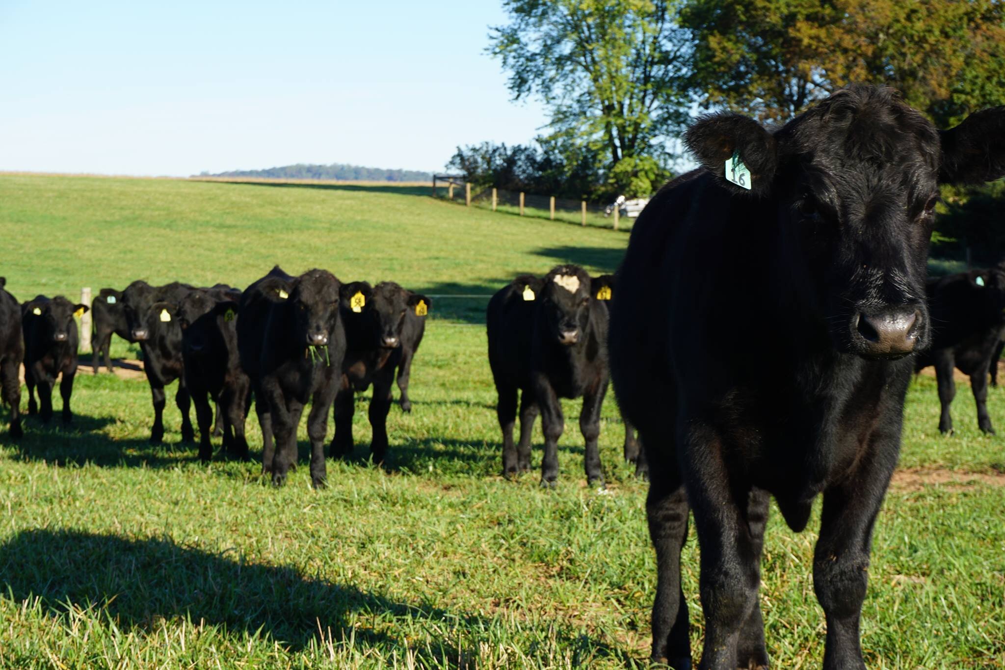 19466381_488453624819612_1487264654258189096_o A herd of black cattle grazing in a green pasture under clear blue skies, with several cows featuring ear tags for identification.