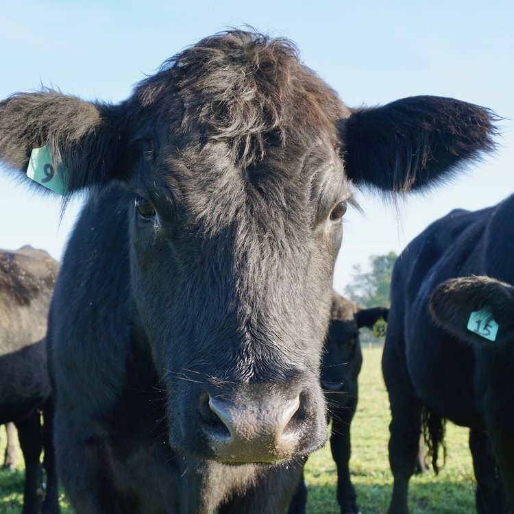 Locust+Point+Cattle+Company+_+Cow+Closeup Close-up of a black cow with ear tag number 9, surrounded by other cows in a grassy field under a blue sky. The cow displays a curious expression, highlighting its features and the serene rural environment.