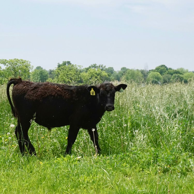 Locust+Point+Cattle+Company+_+Cow+in+Grass Black cow standing in a lush green meadow with trees in the background, featuring an ear tag for identification.